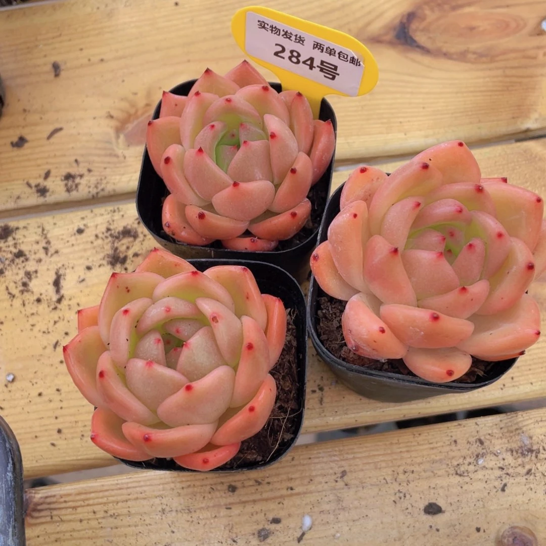 284号 黄透果冻珍妮单头两个