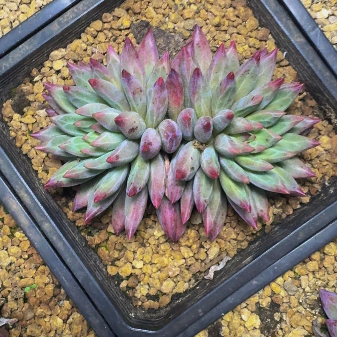 羽毛纹 虞美人 一物一拍