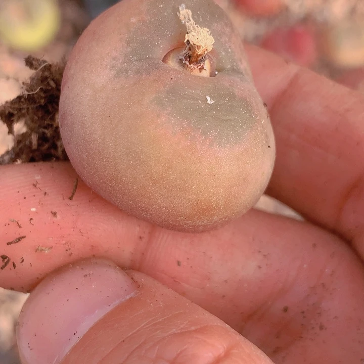 147855555555566658685566