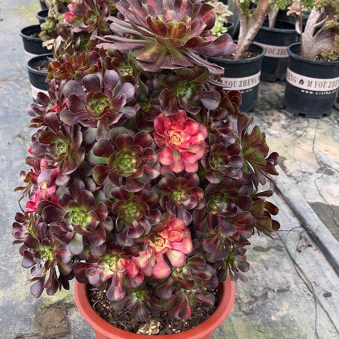 花蝴蝶hhhhhhhhhhhhhh