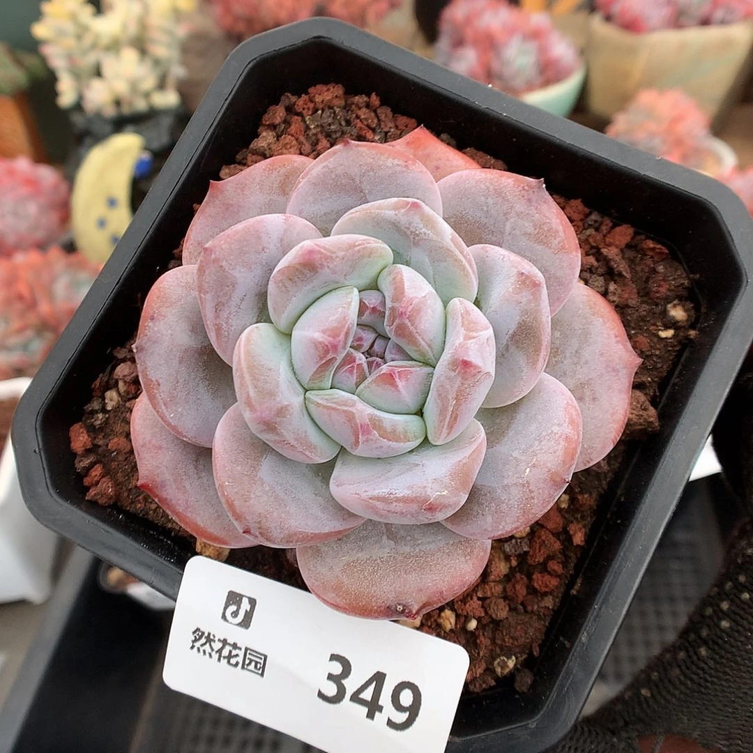 349突妮思星影多肉植物