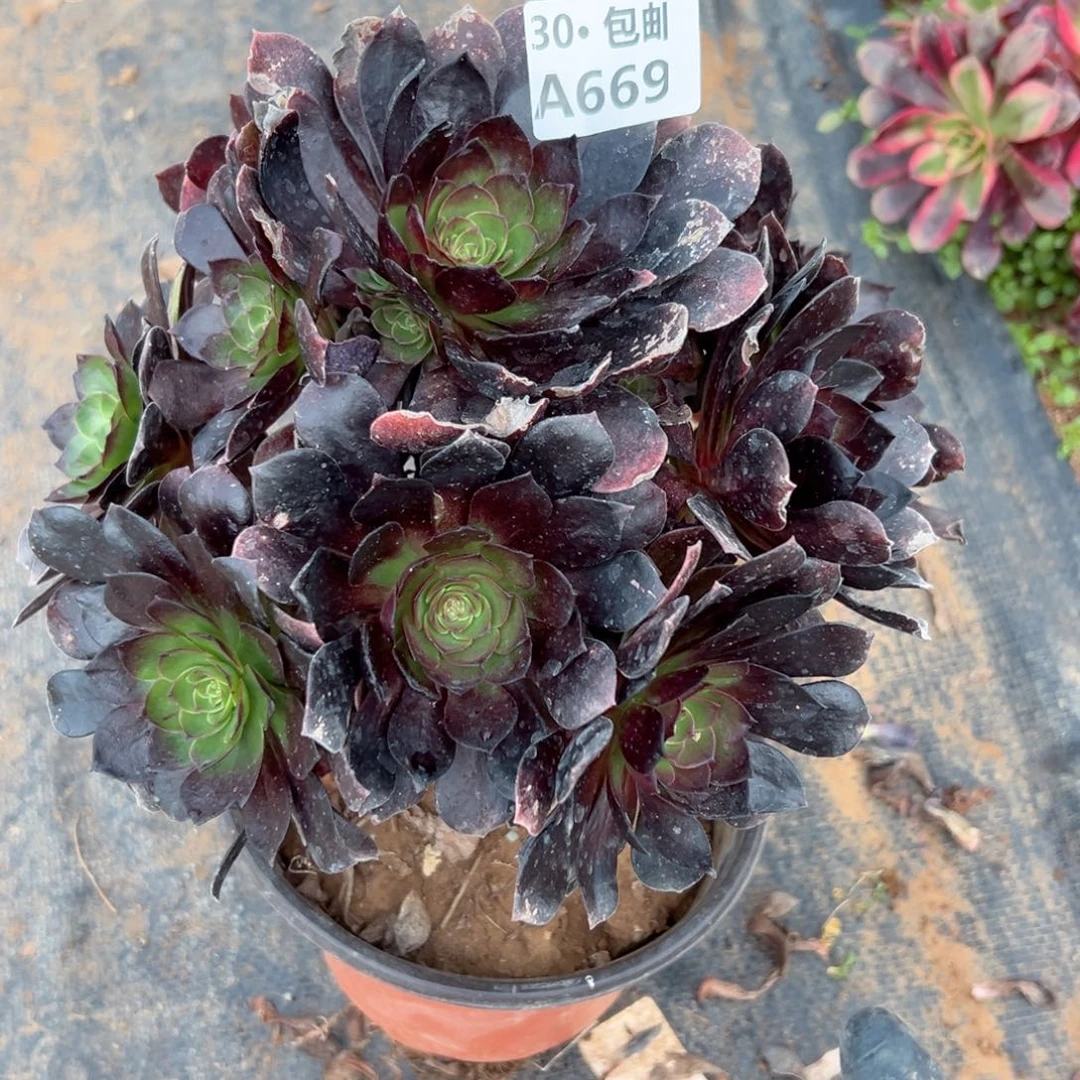 669处理多肉法师不包侧枝