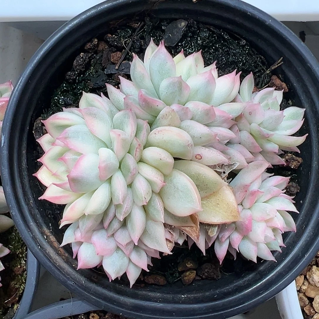 满38包邮女雏锦群生