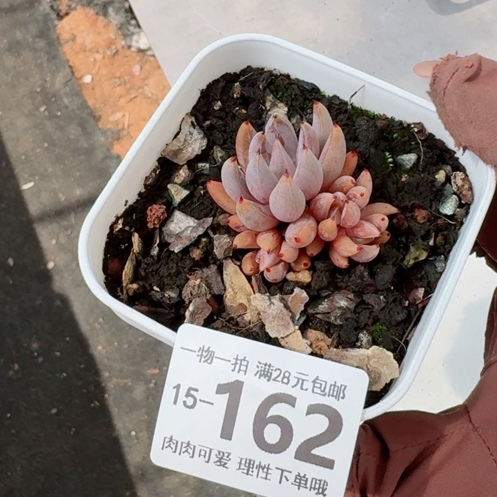 魔爪无盆土发货多肉多肉