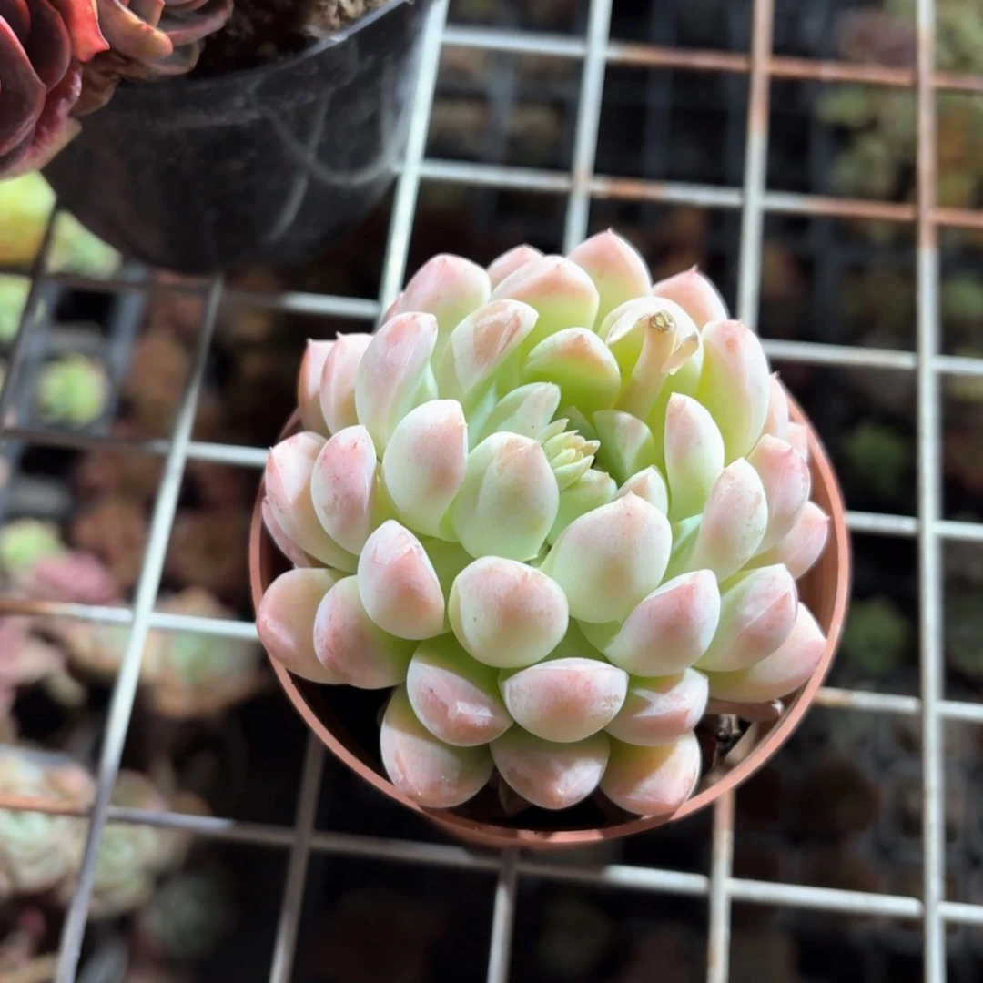 奶油美人多肉9㎝盆