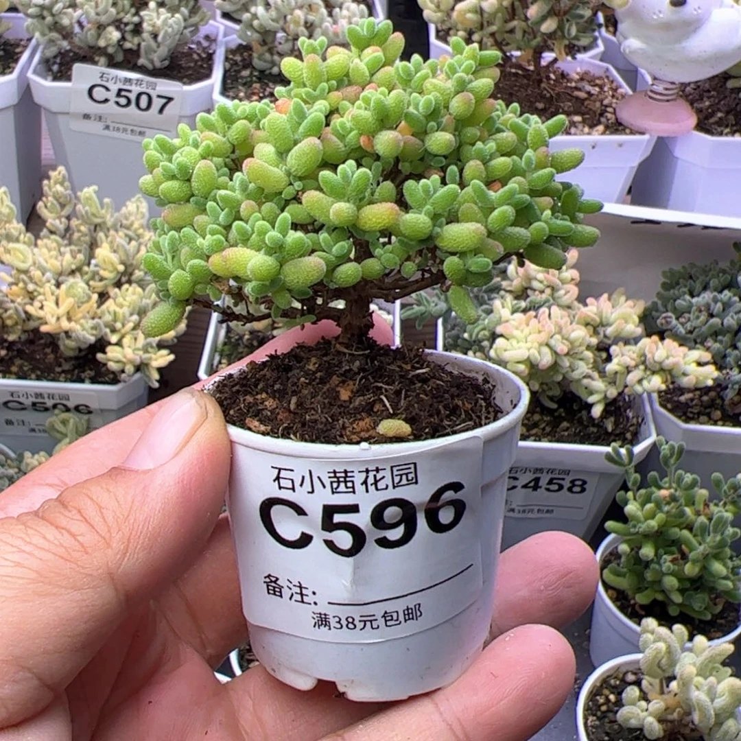 折后-多肉植物枝干蜜橘