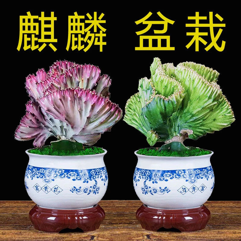 多肉植物玉麒麟盆栽室内客厅吸甲醛好养易活花卉绿植耐旱桌面盆栽