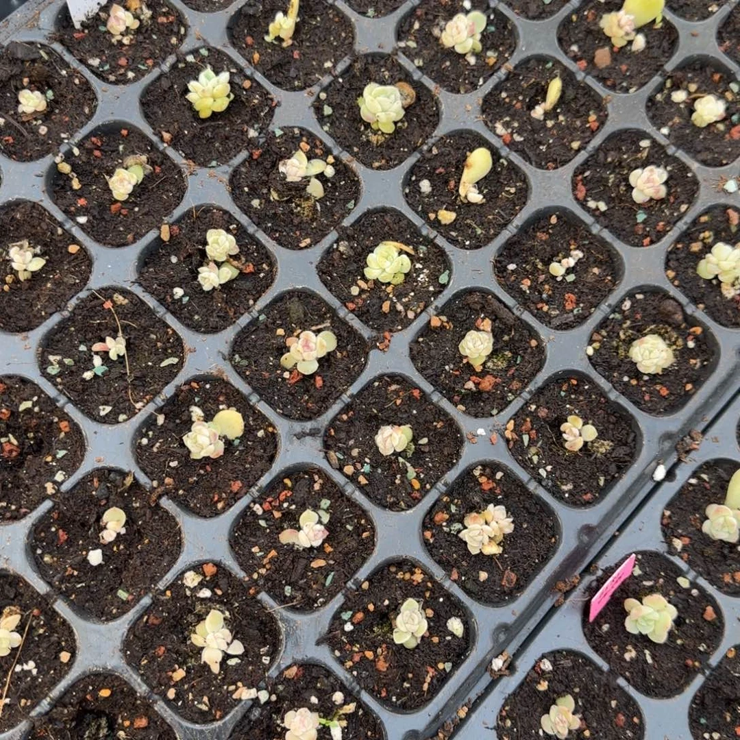 明眸穴2个满25包邮