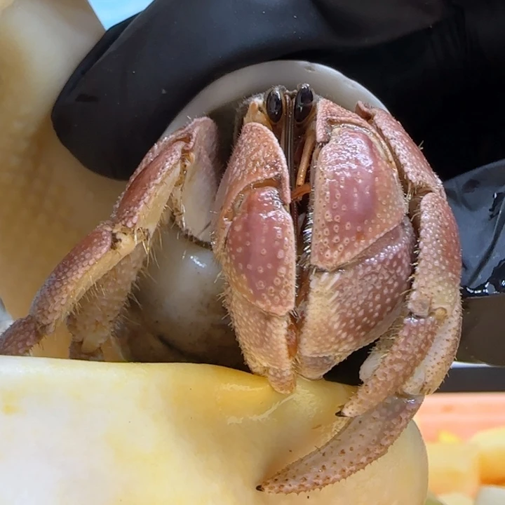 A29胖粉灰白2.2cm口径