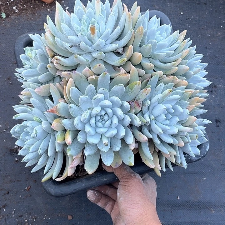 ?****?仙女杯多肉植物