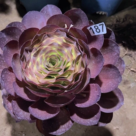 小***样一颗多肉法师植物