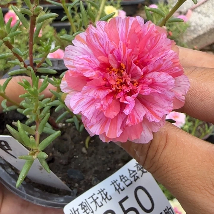 无花朵J350超小苗盆口10cm可能有虫糖宝