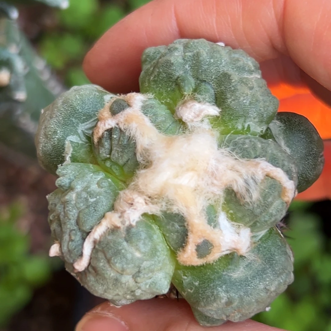 198 仙人球的比赛将于