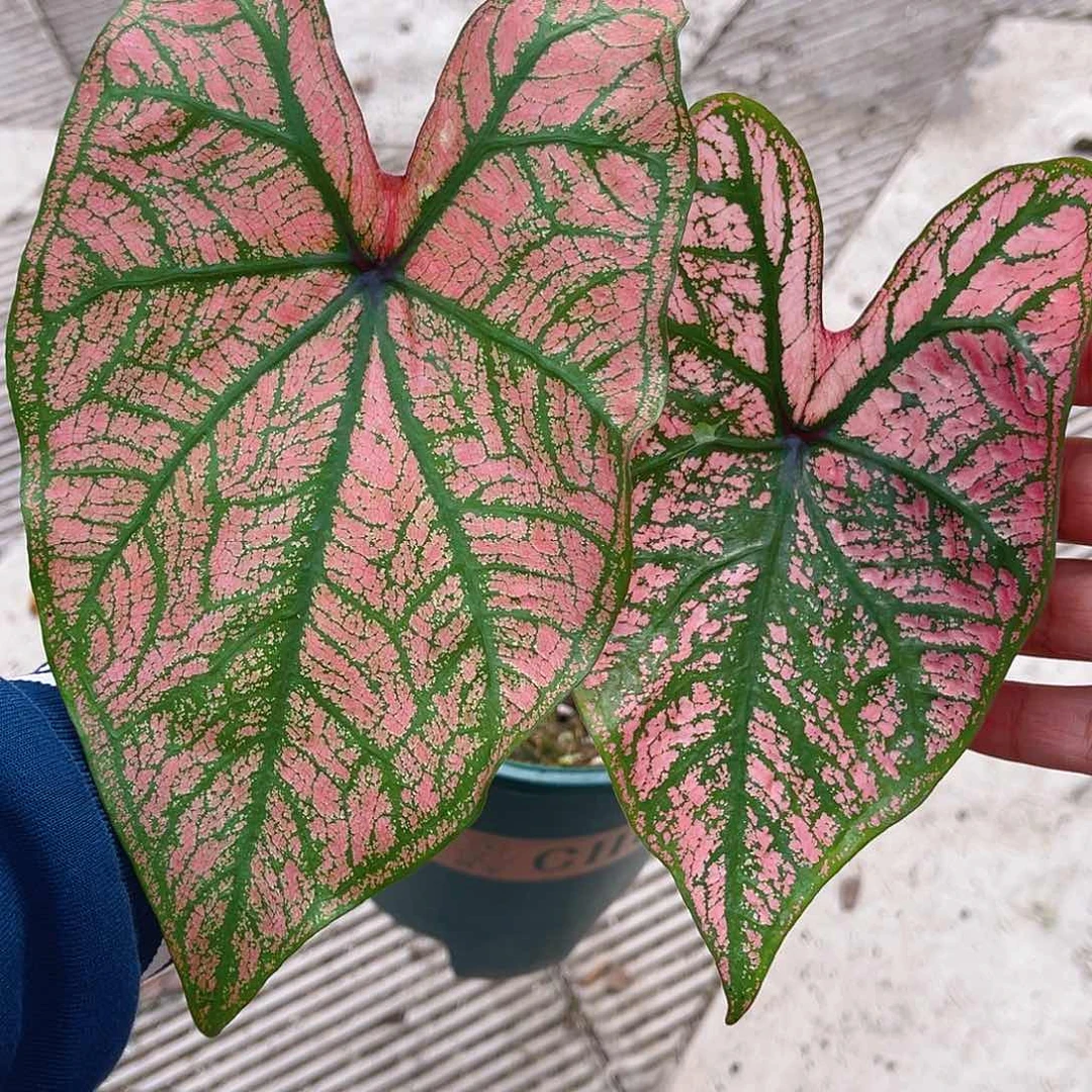 完全开放泰彩一物一拍750