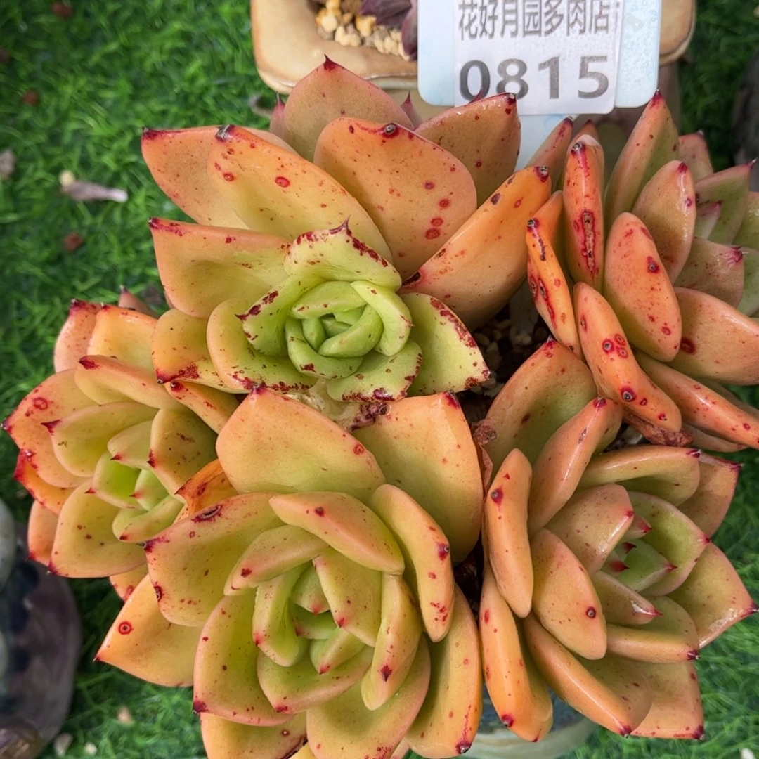 多肉植物0815狮子王