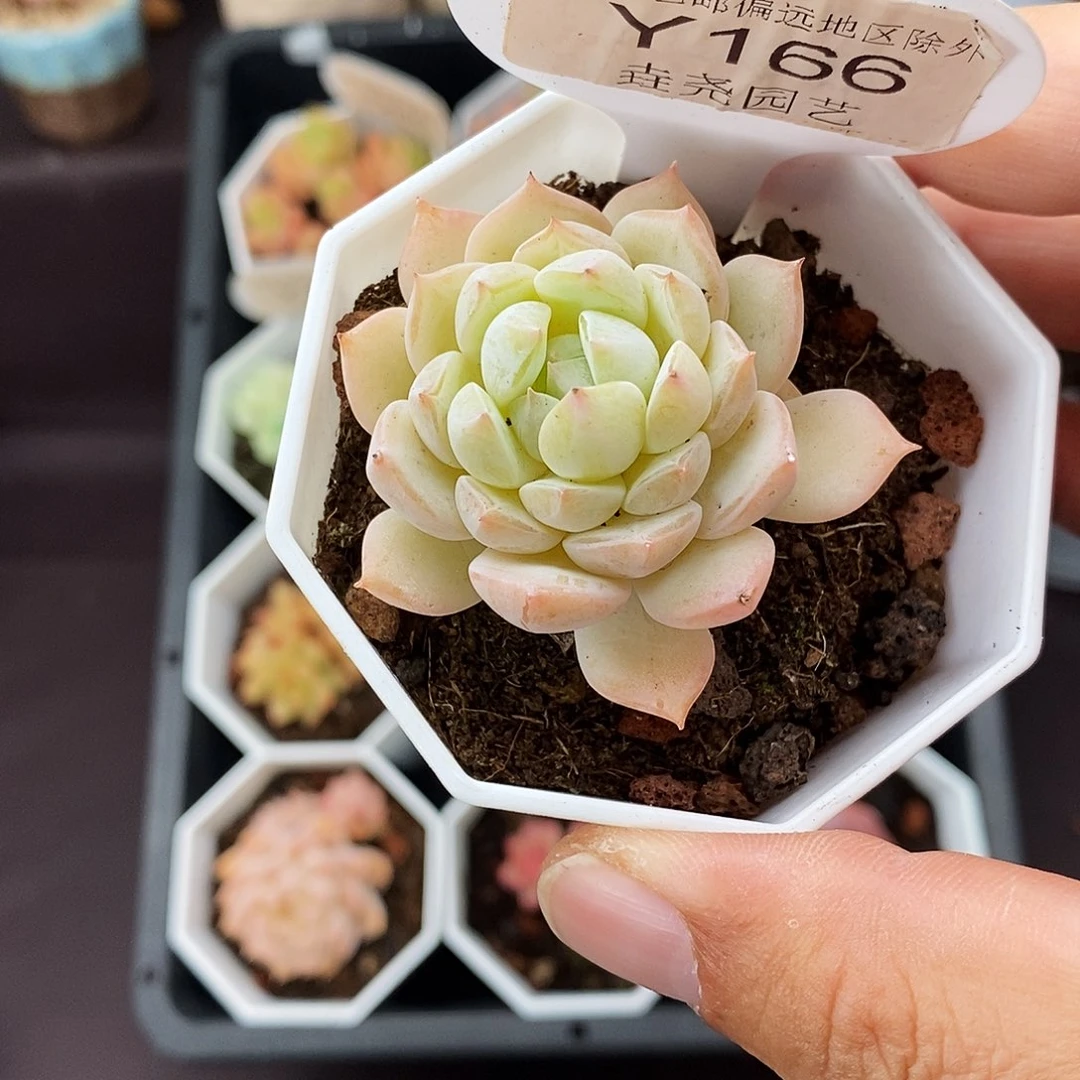 0166 海盐薄荷 4.5cm