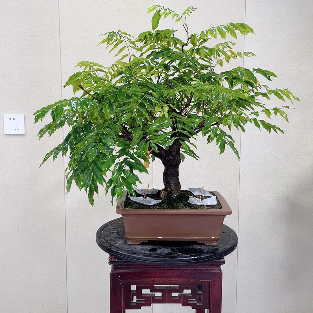 无花朵进口紫藤盆景