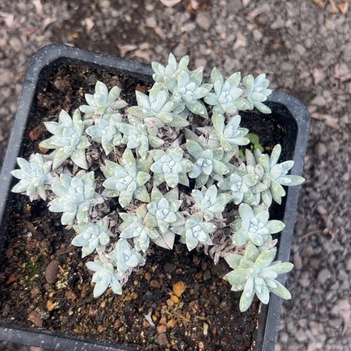 格诺玛白菊～ 一物一拍062