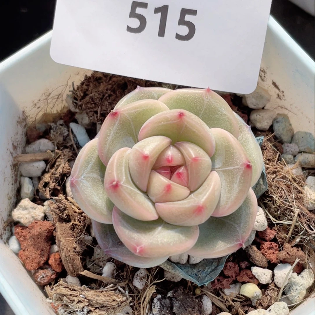 ～**～515号糖心冰心珍妮