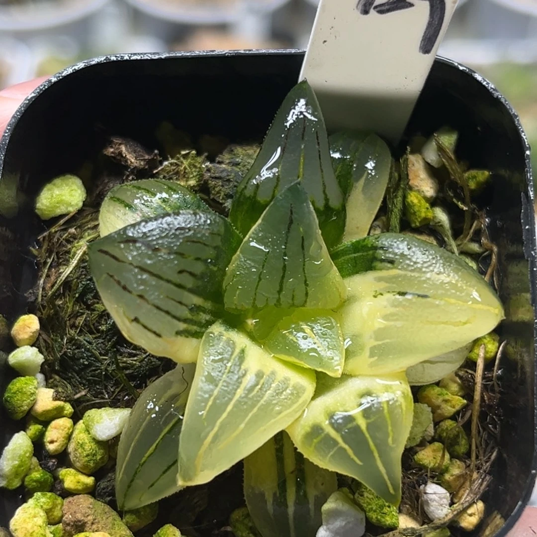 129糊斑趋势红纹寿锦福利专场