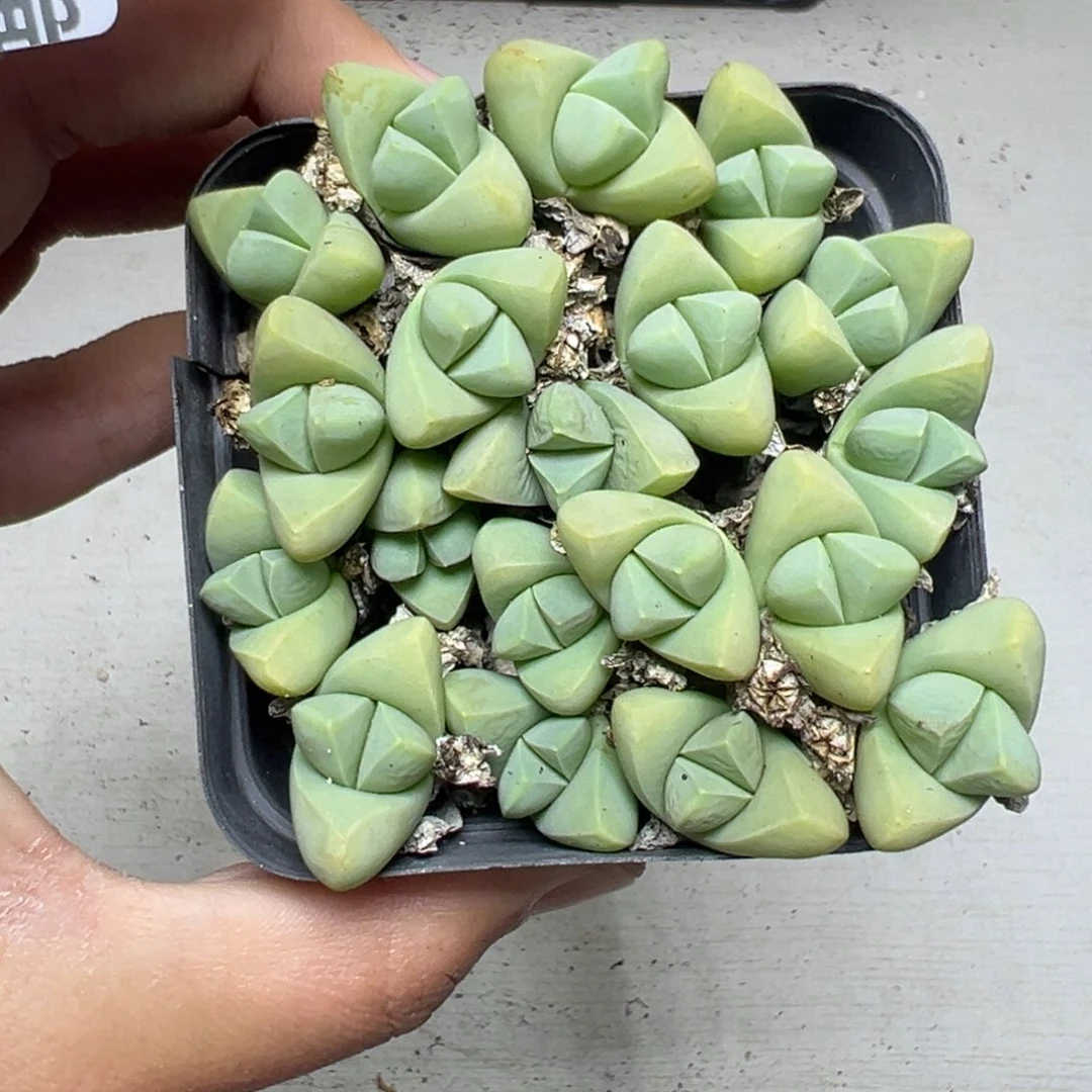 【闪购商品】938……