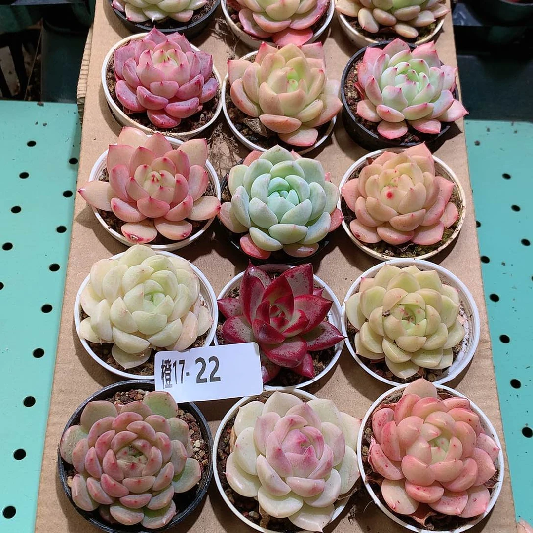 17-22一物一拍带盆18颗。