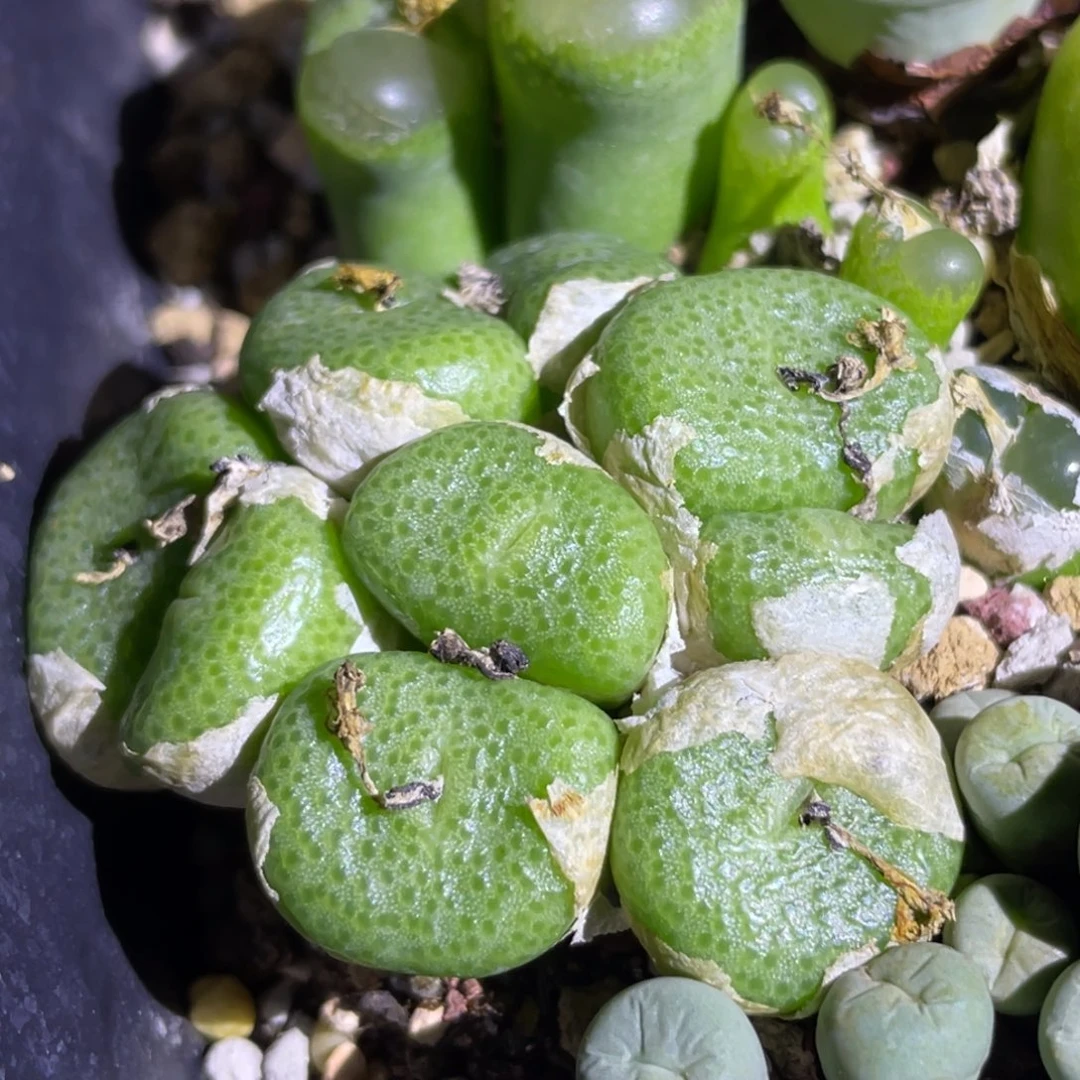 青团植物一物一拍