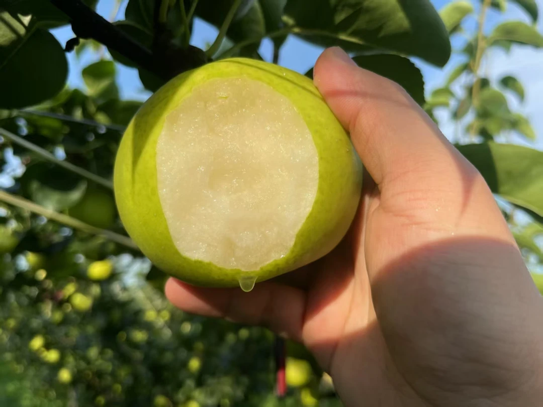 应季鲜果翠冠梨5-6两皮薄肉脆核小汁多无渣整箱12枚顺丰生鲜包邮