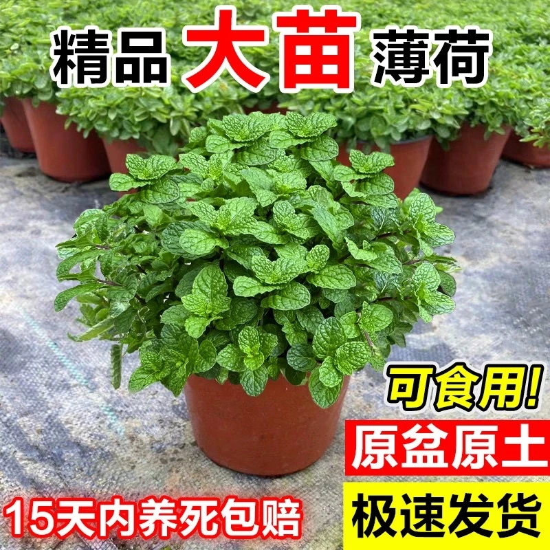 大盆薄荷盆栽新鲜可食用薄荷叶留兰香苗室内驱蚊植物紫苏花卉绿植