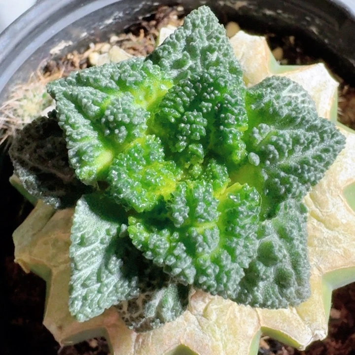 辛顿苗接特价福利