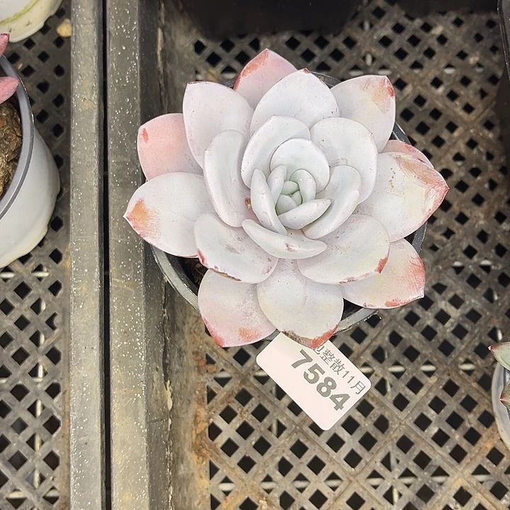 阿雅园艺。         7584雪莲