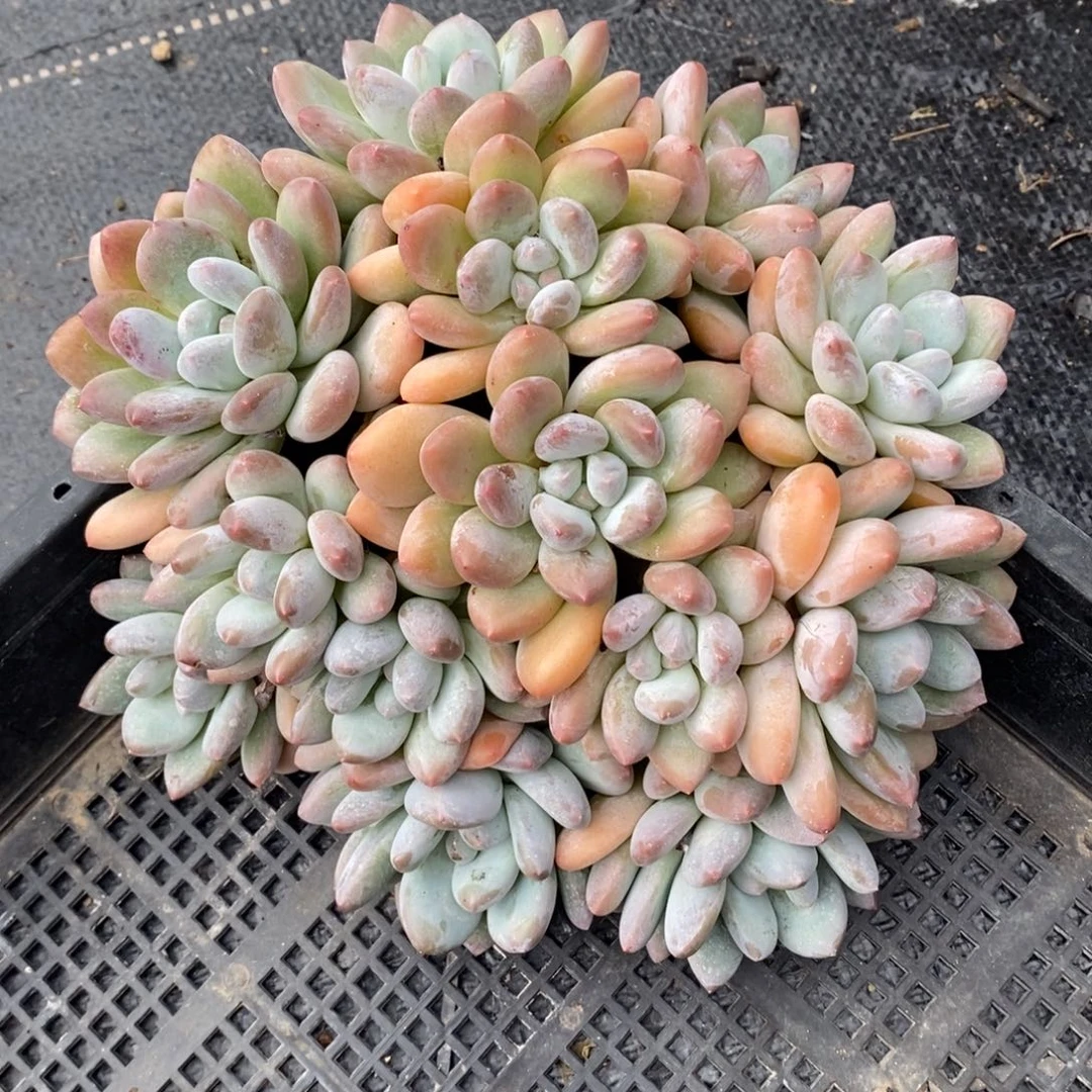 香水大群老桩无砍