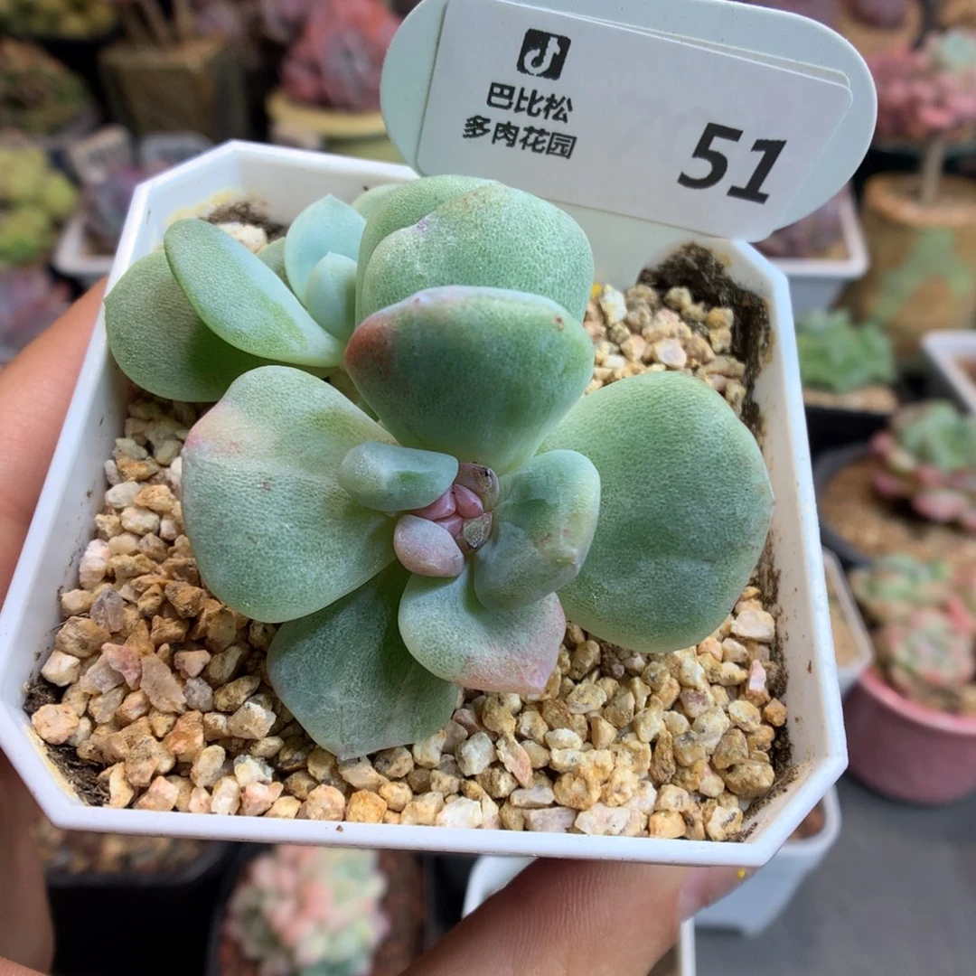 51准四头冰玉石化多肉植物