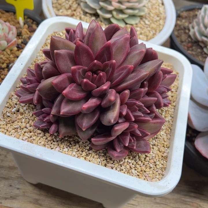 迷雾泡泡 夏鸣园艺