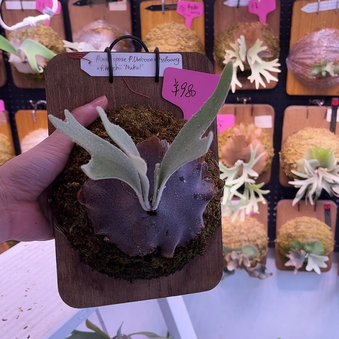 tonkla 独角兽 ssf nukul