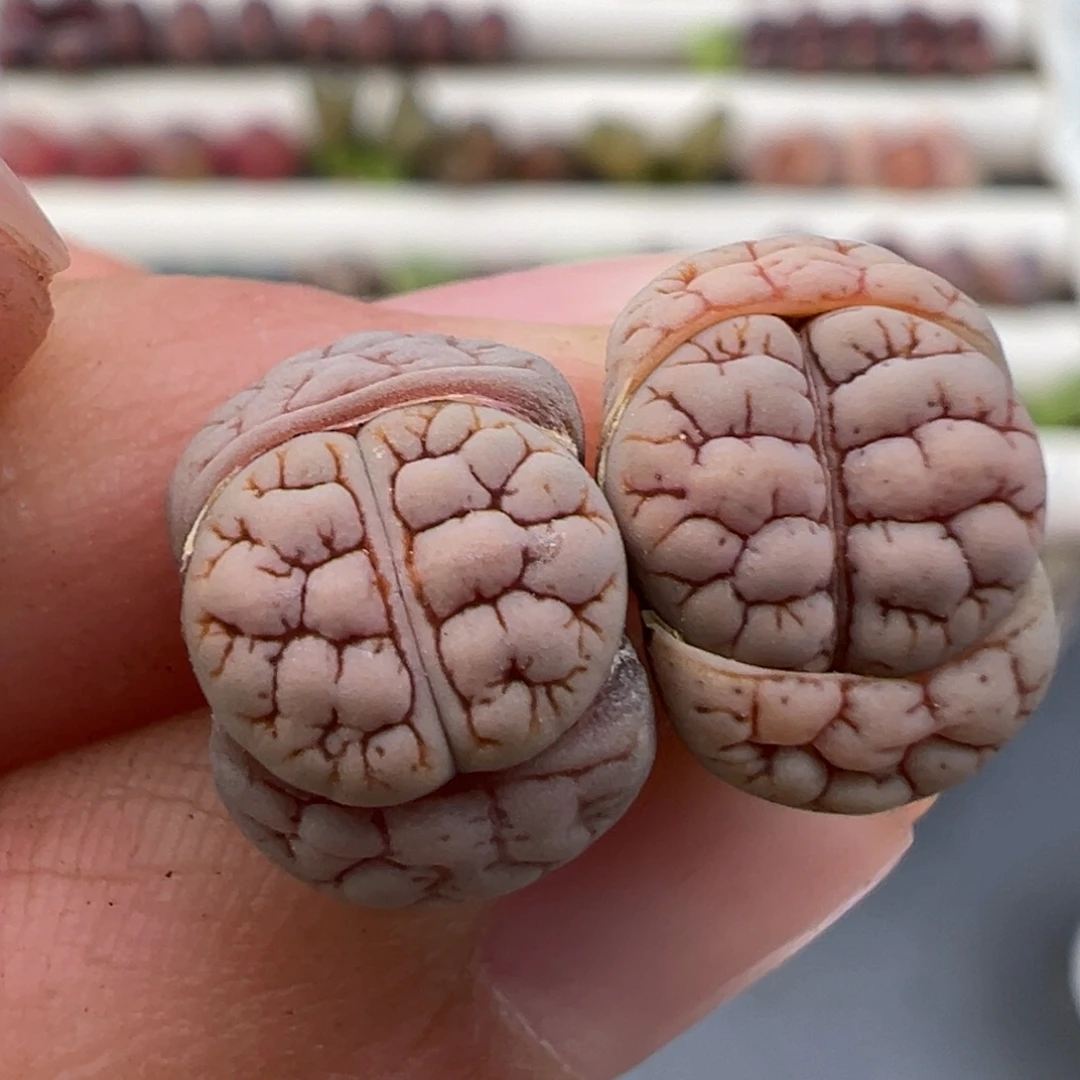 12.26好看的多肉脱土发货806