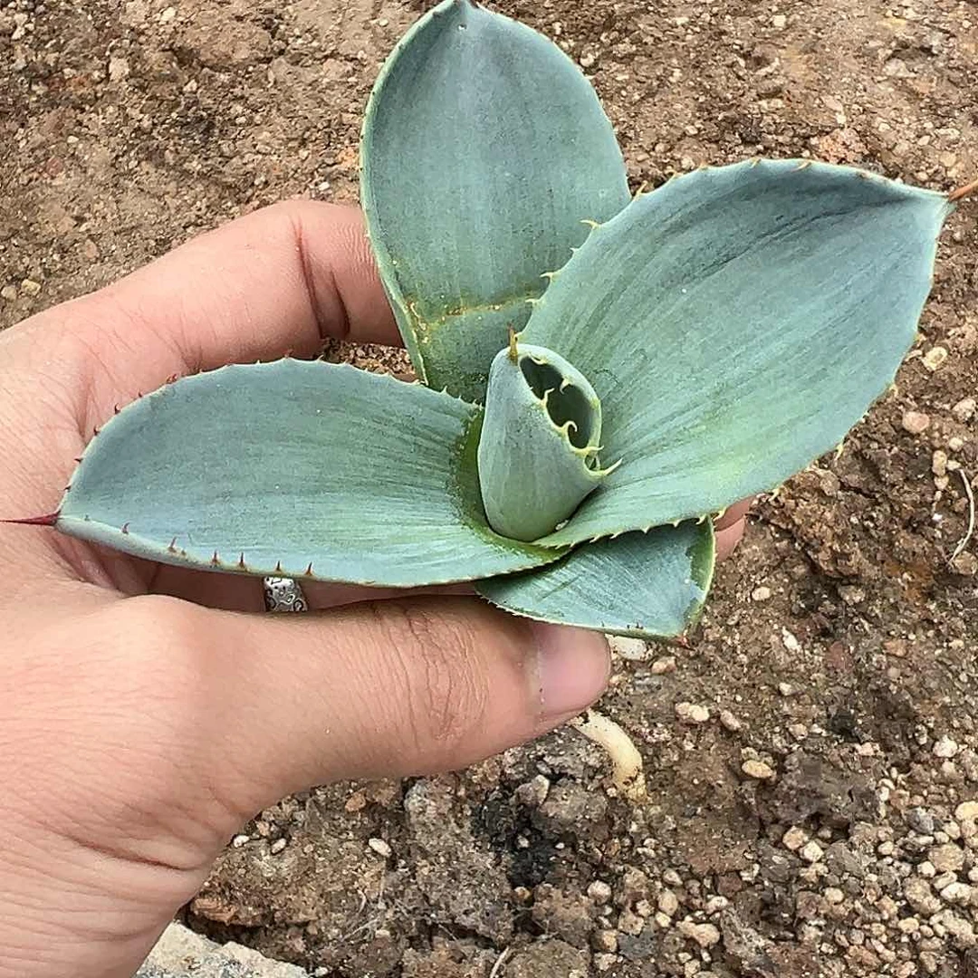 福克斯 龙舌兰 有根侧芽