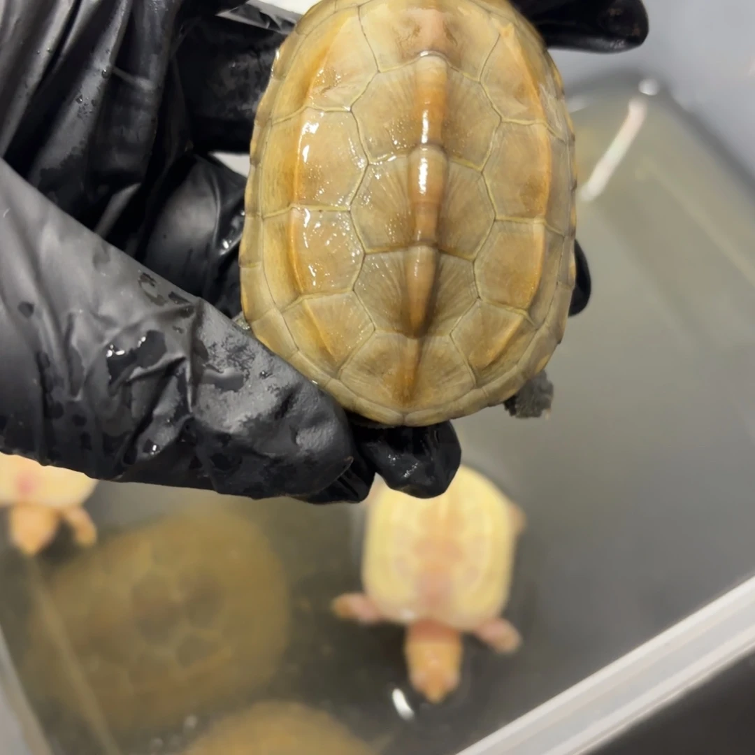 中华花龟母极品江西田黄