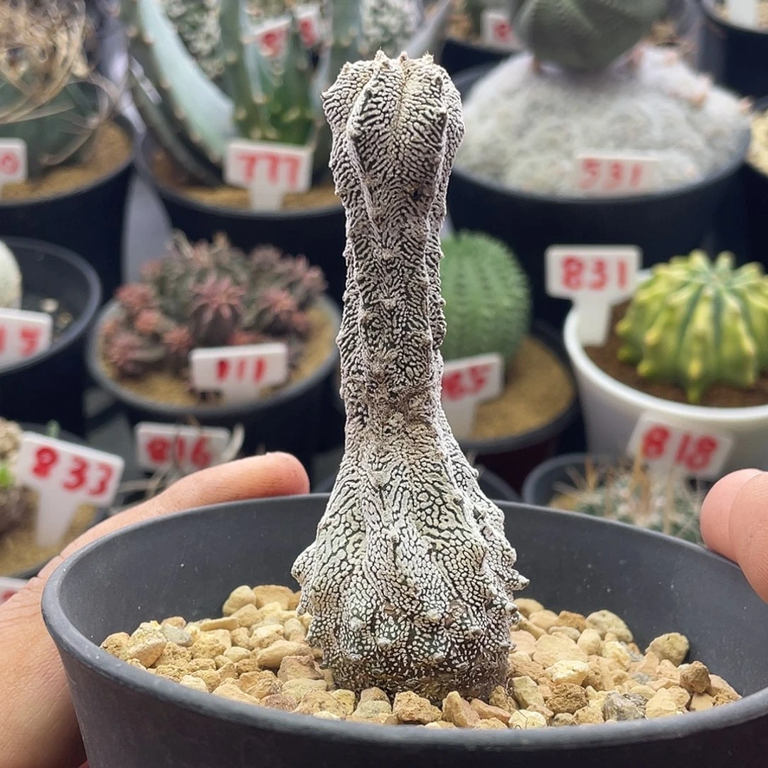 实生恩冢变异仙人球