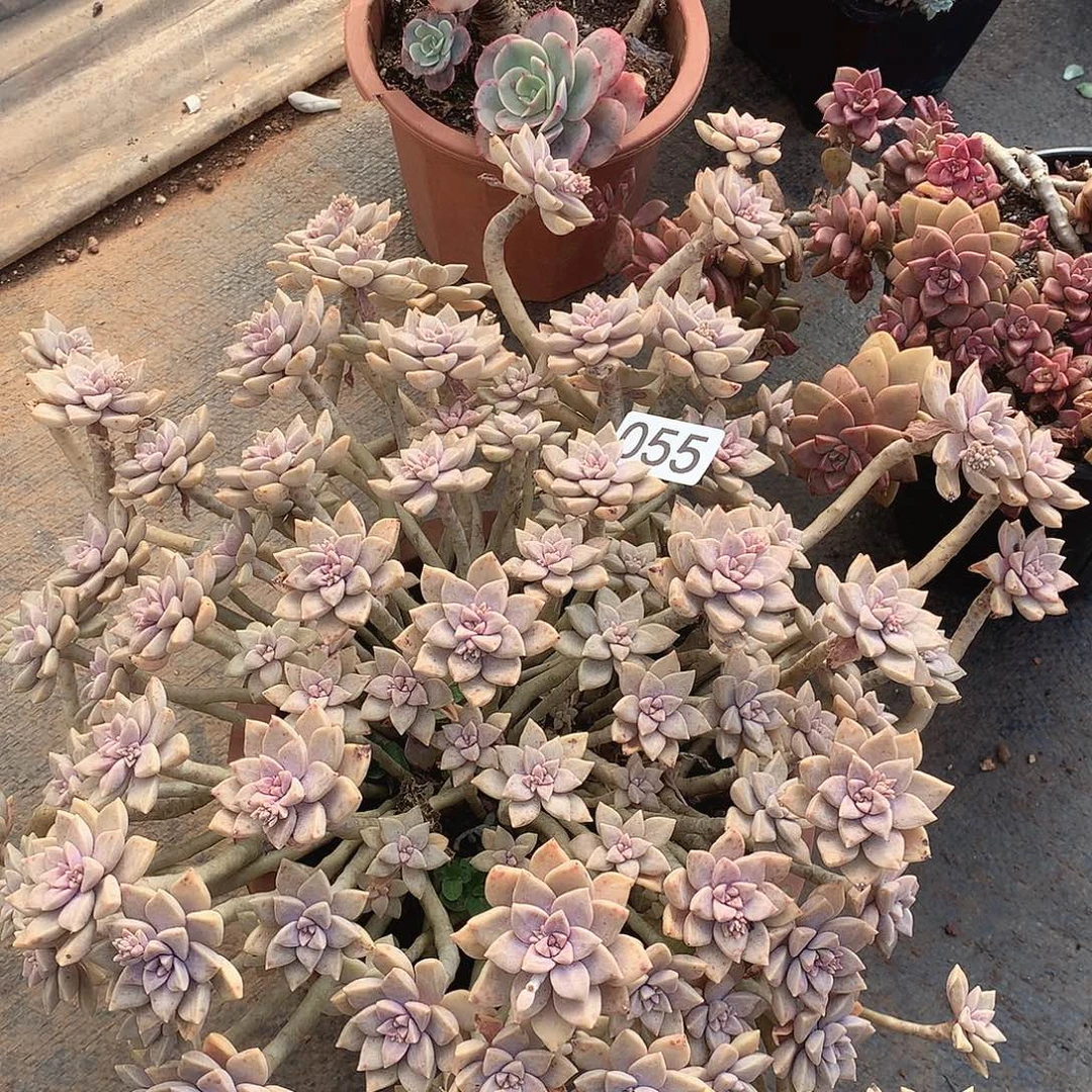 055阿伦陪一物一拍多肉