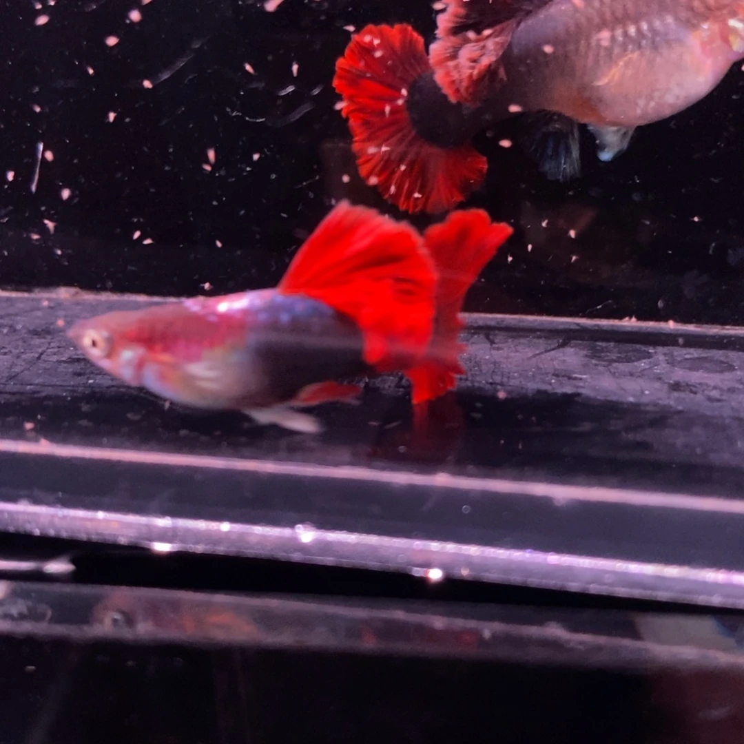 孔雀鱼顶级菊花帆一对