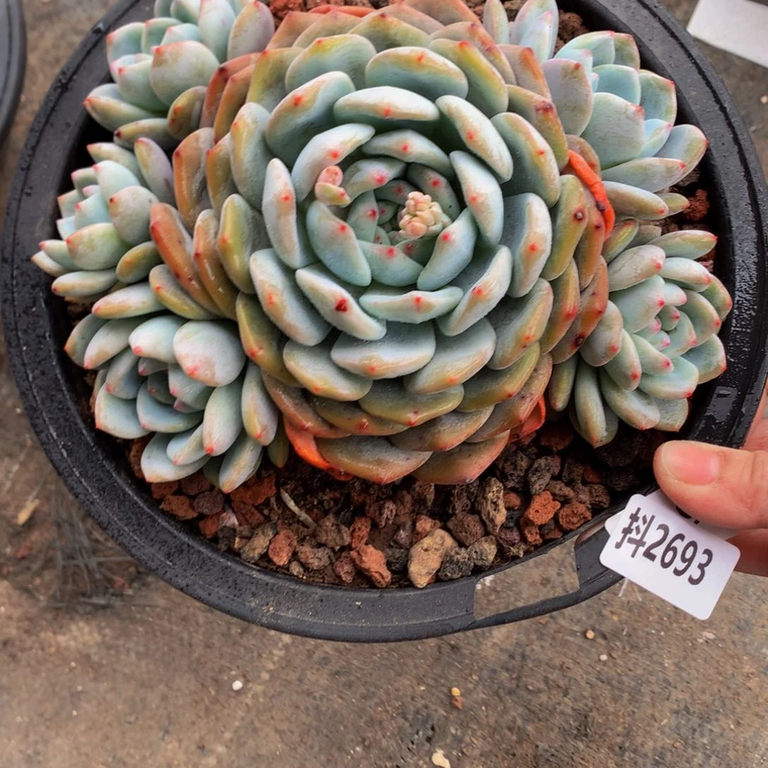 2693多头一个小男孩都要