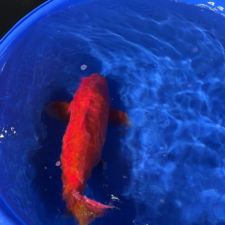 海水鱼红介子专拍链接