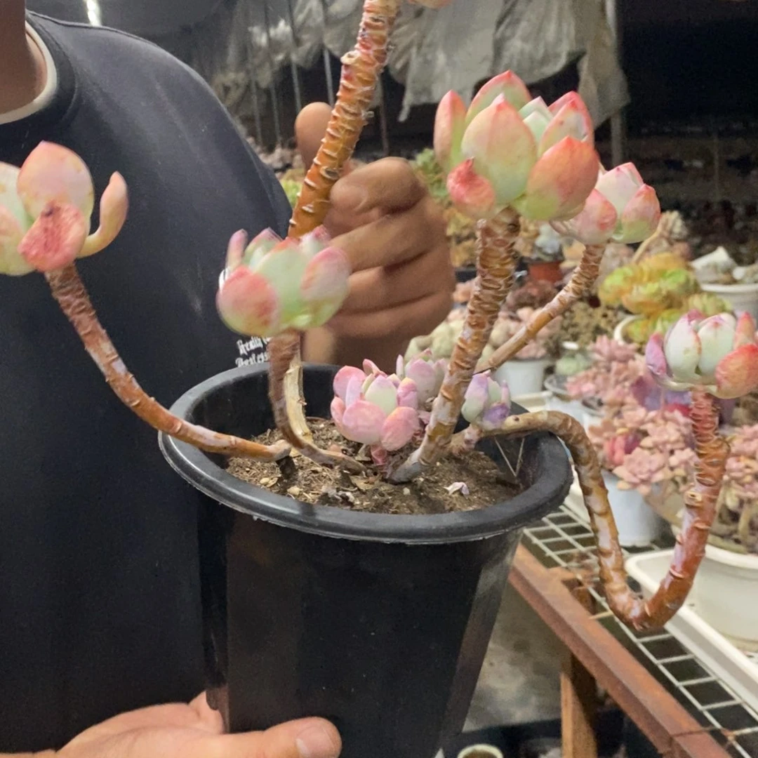 白月光高桩老桩多头