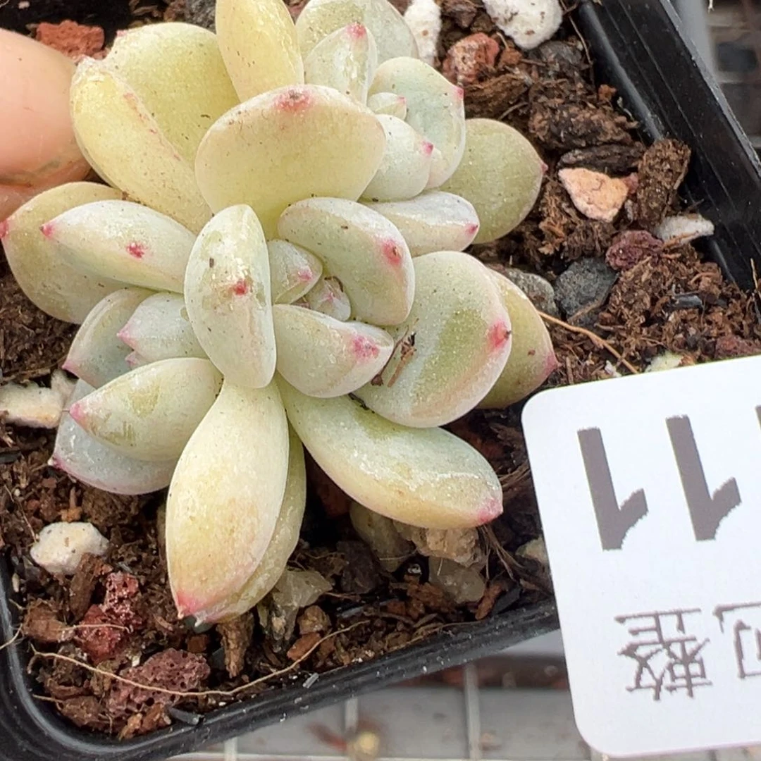 小卡拉米糖心一物一拍2-111