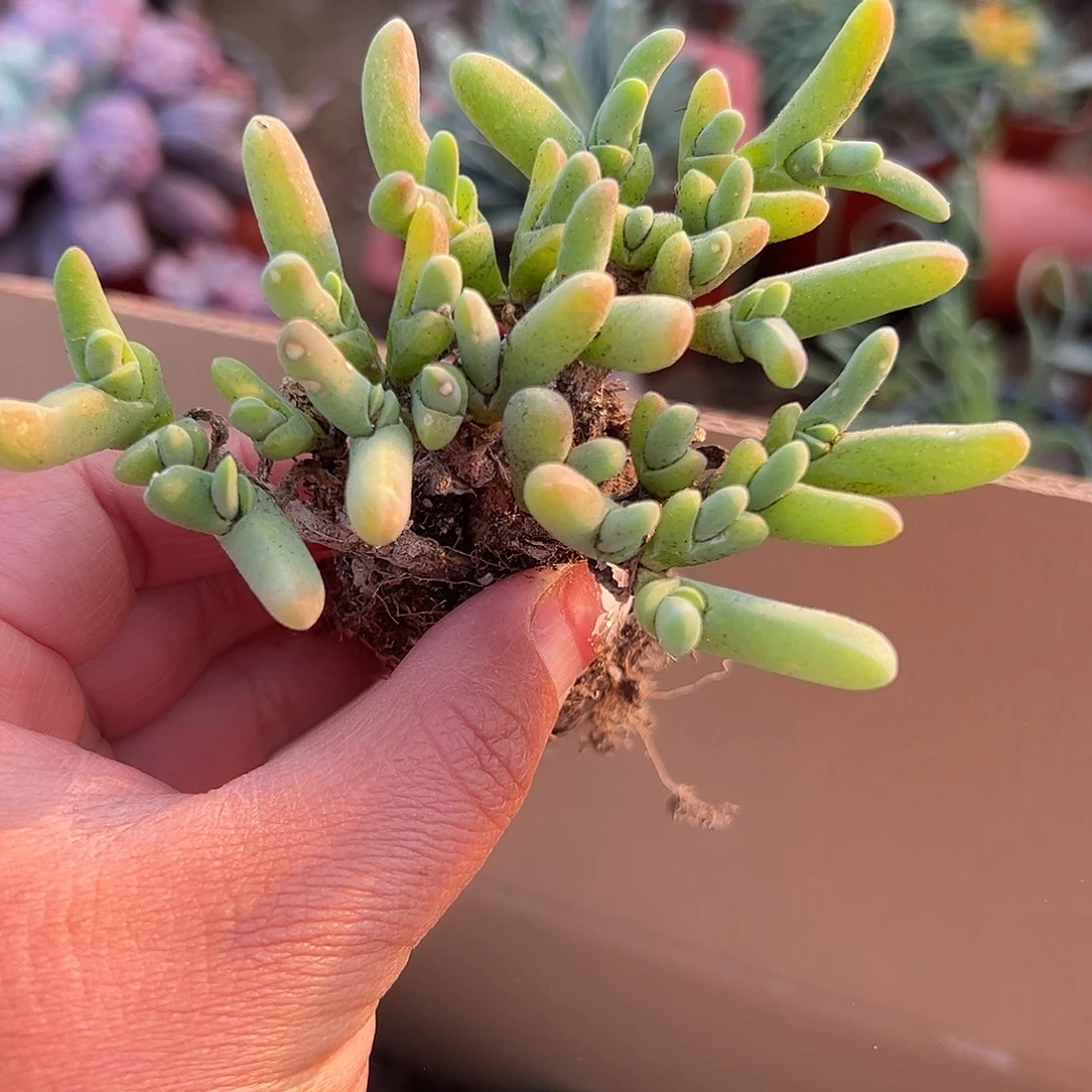 多肉植物小鲨鱼群