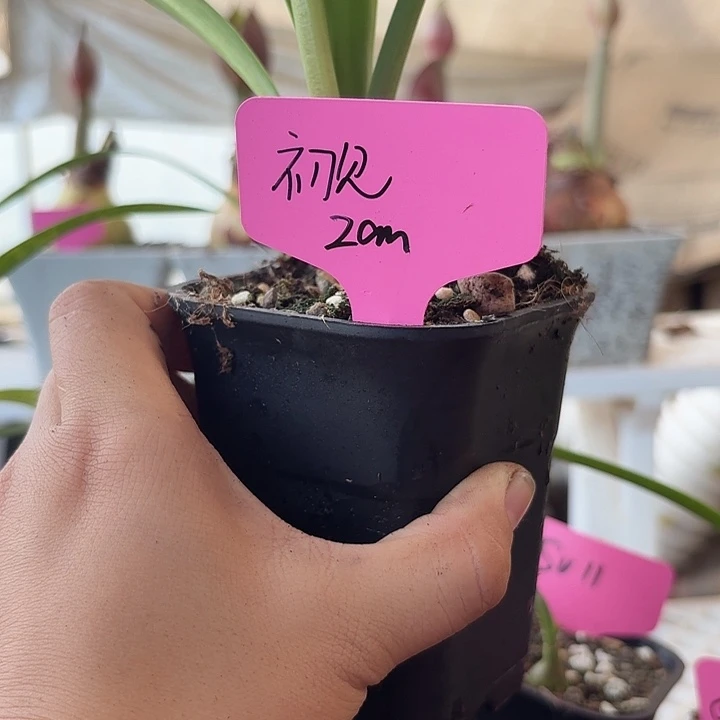 无花朵初见朱顶红直径2cm