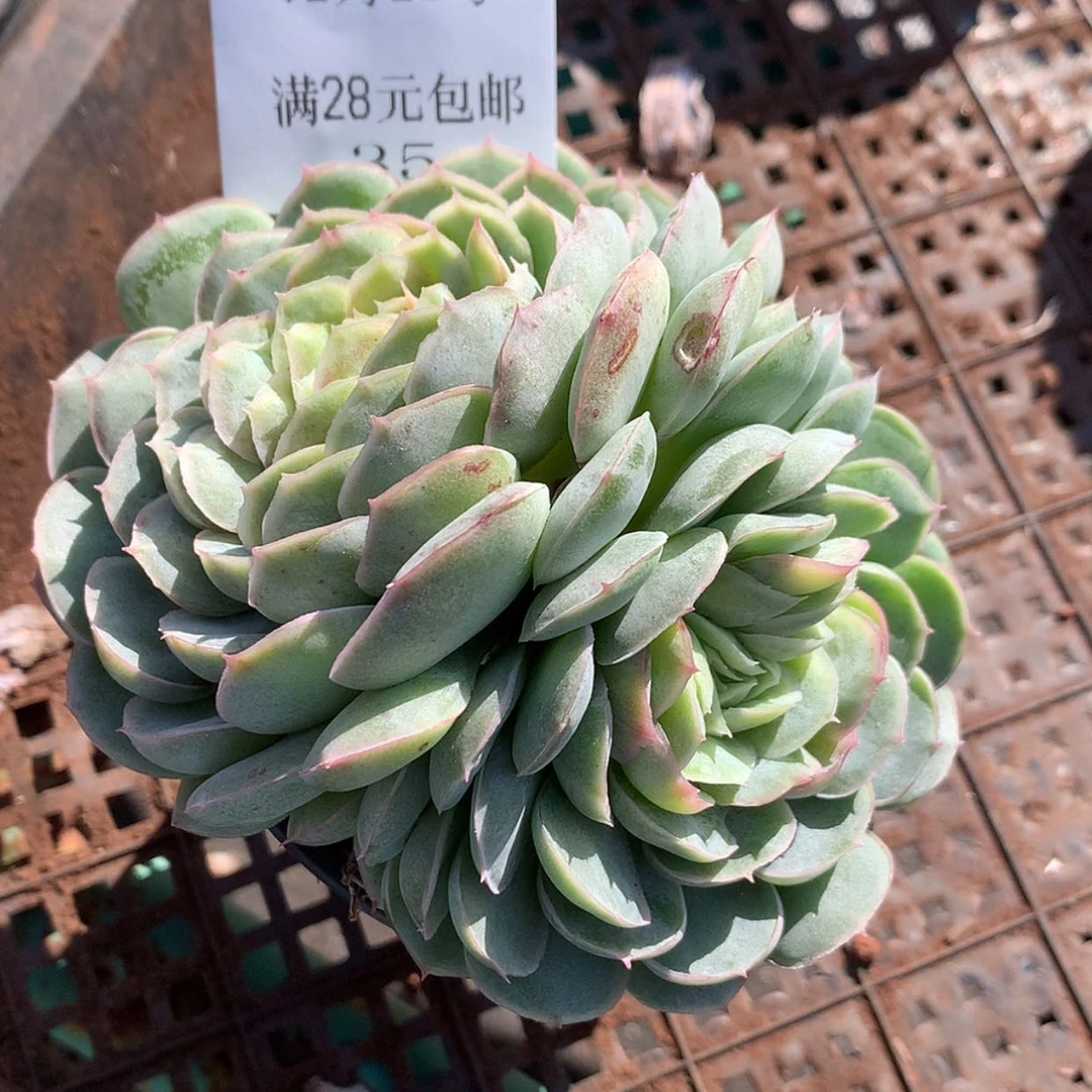 【闪购商品】云35号水晶扇贝