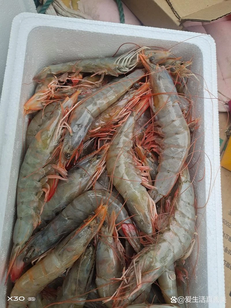 【野生海捕红须虾】珠海本地规格30-40只一斤活冻顺丰发货