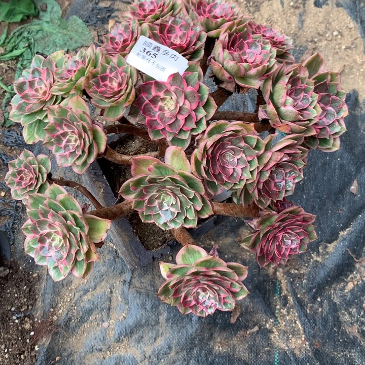 365莲花座多肉植物特价